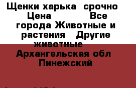 Щенки харька! срочно. › Цена ­ 5 000 - Все города Животные и растения » Другие животные   . Архангельская обл.,Пинежский 